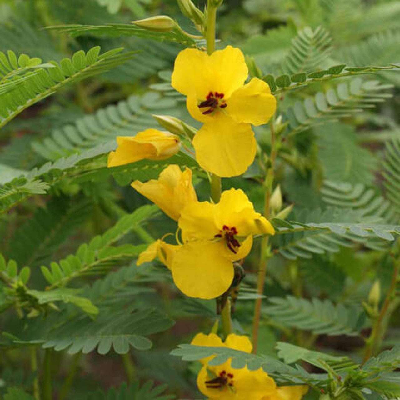 Partridge Pea Seed (Chamaecrista fasciculata)