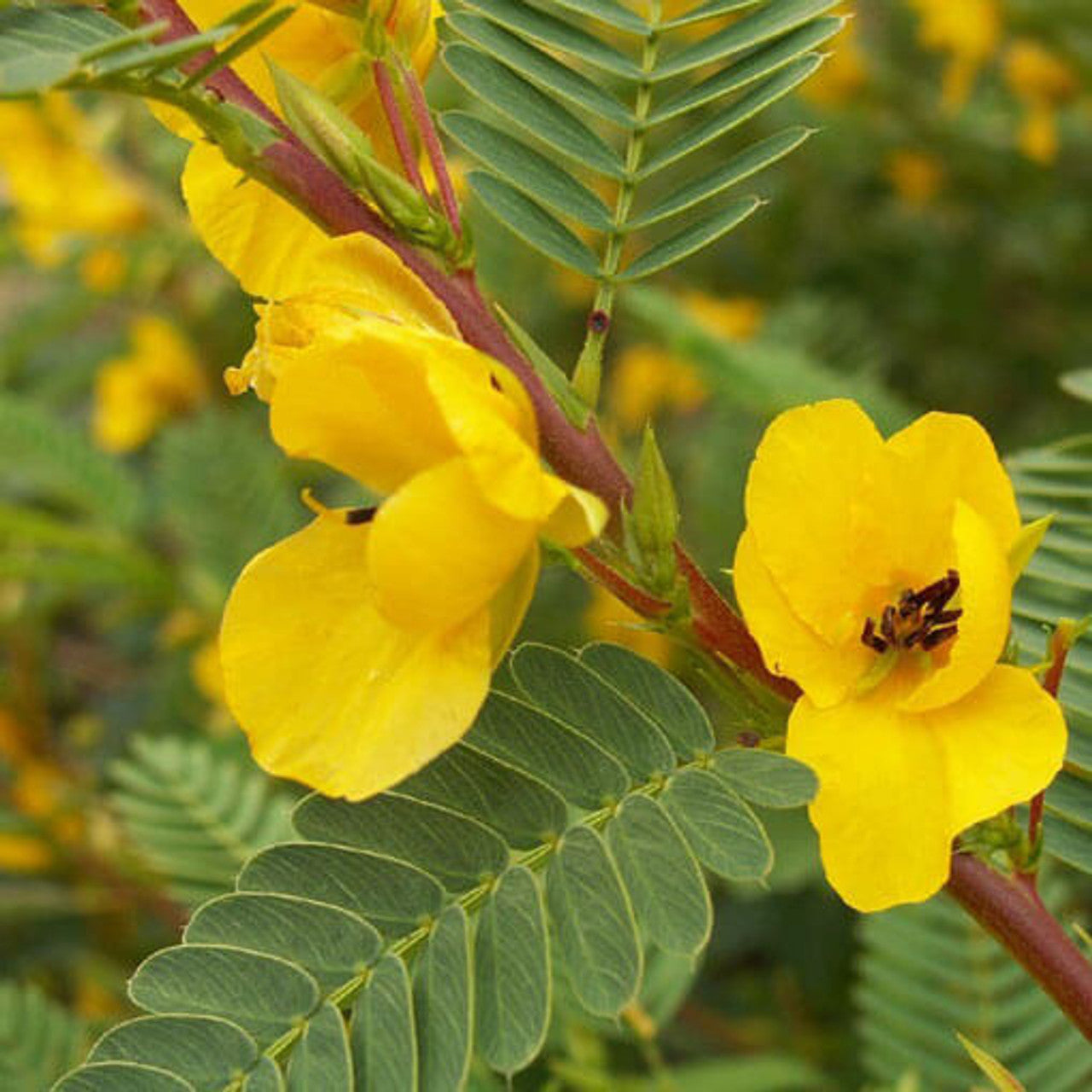 Partridge Pea Seed (Chamaecrista fasciculata)