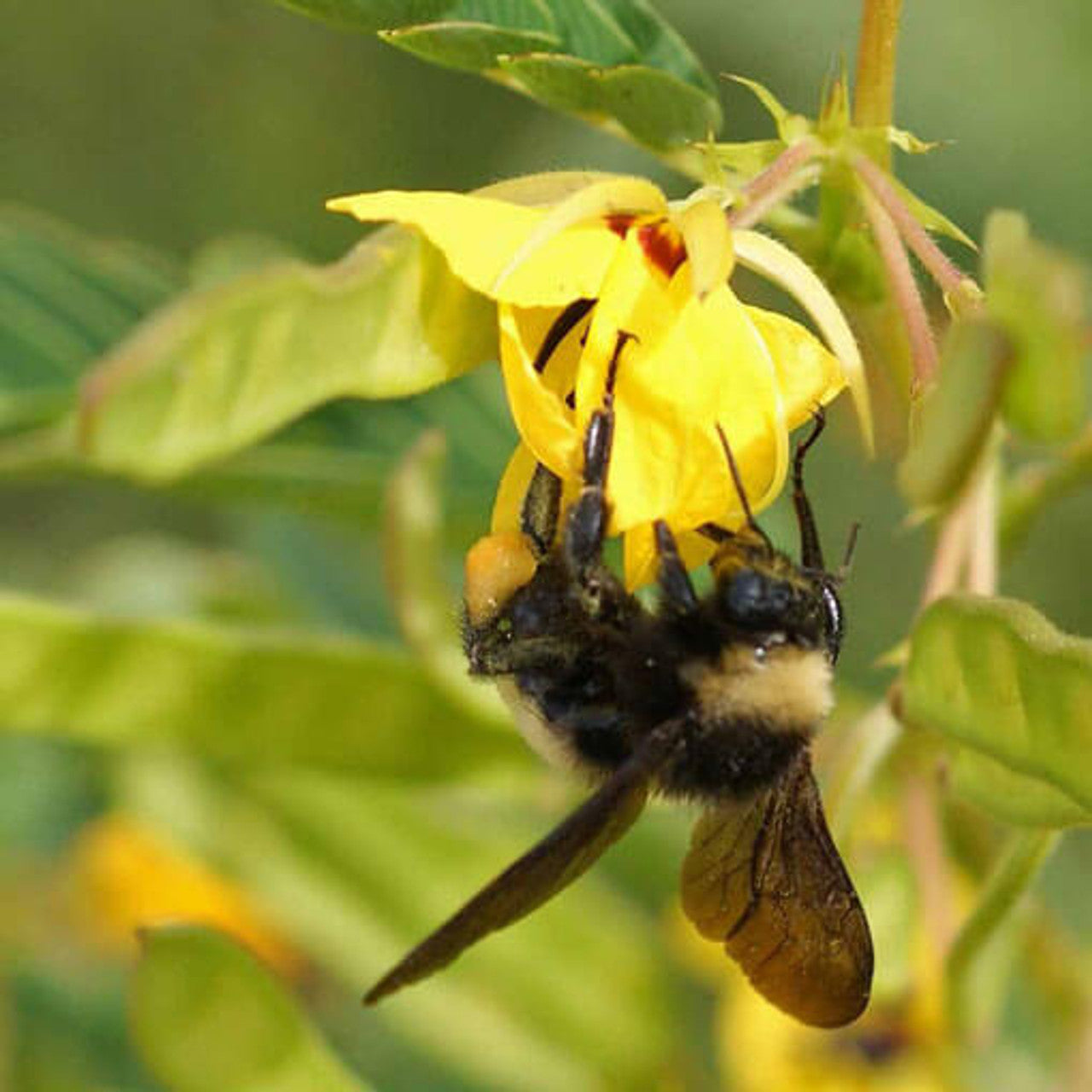 Partridge Pea Seed (Chamaecrista fasciculata)