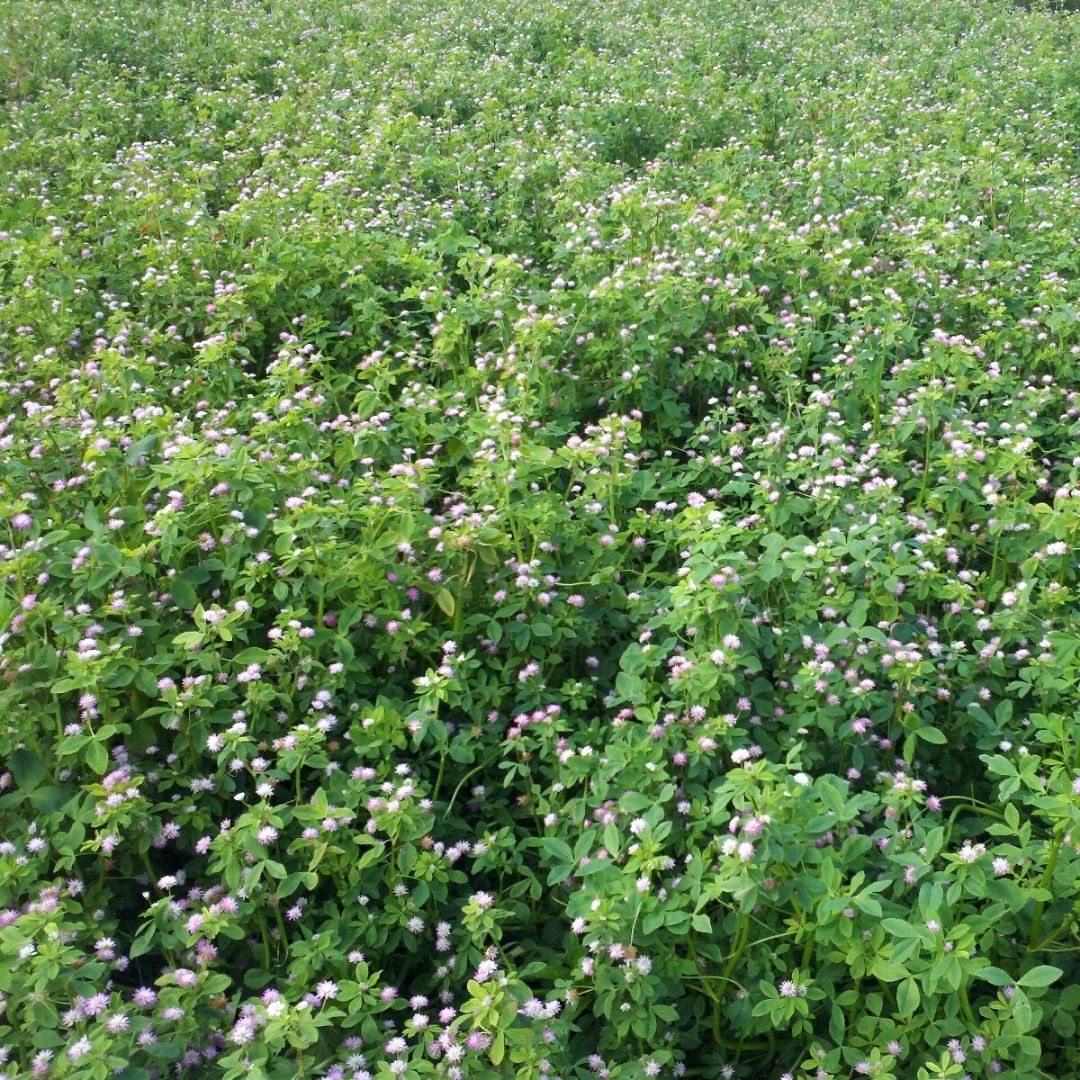 eNhance Persian Clover Seed