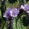 Phacelia (Phacelia Tanacetifolia)