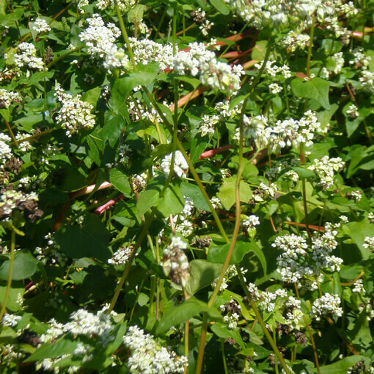 Buckwheat Food Plot Seed