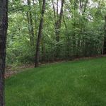 Shady Lawn Turf Seed Mix