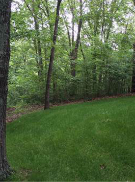 Shady Lawn Turf Seed Mix