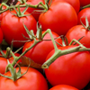 Large Red Cherry Tomato