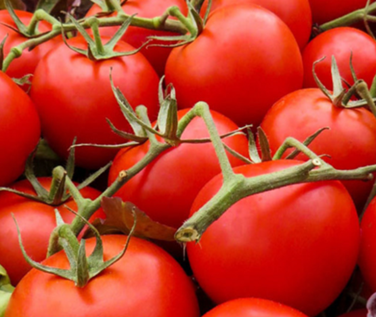 Large Red Cherry Tomato