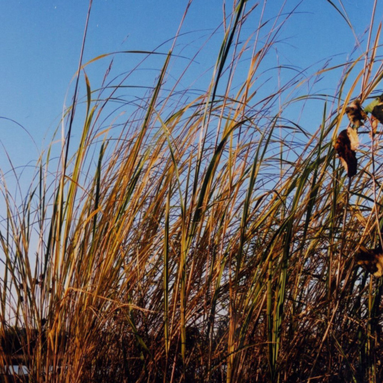 Prairie Cordgrass Seed (Spartina pectinata)