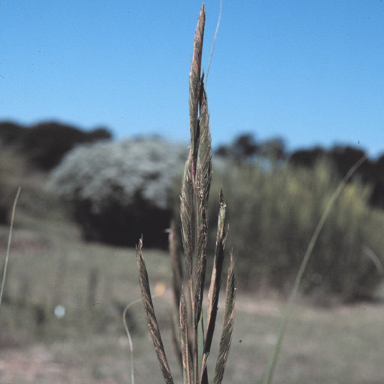 Prairie Cordgrass Seed (Spartina pectinata)