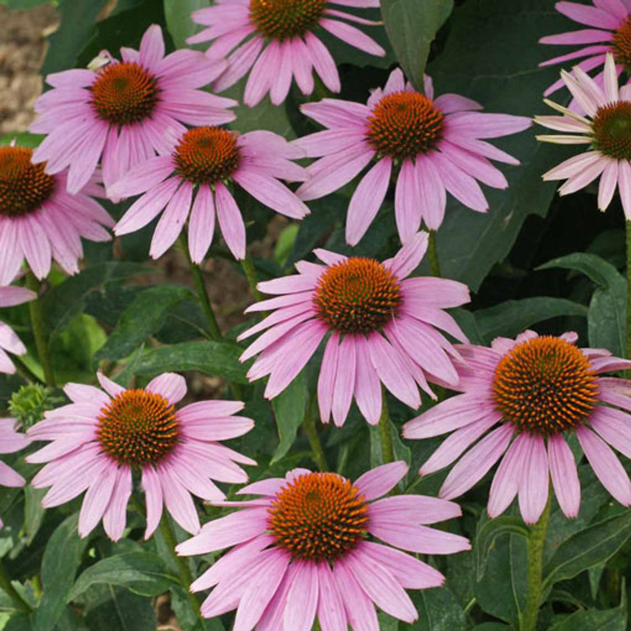 Purple Coneflower Seed (Echinacea purpurea)