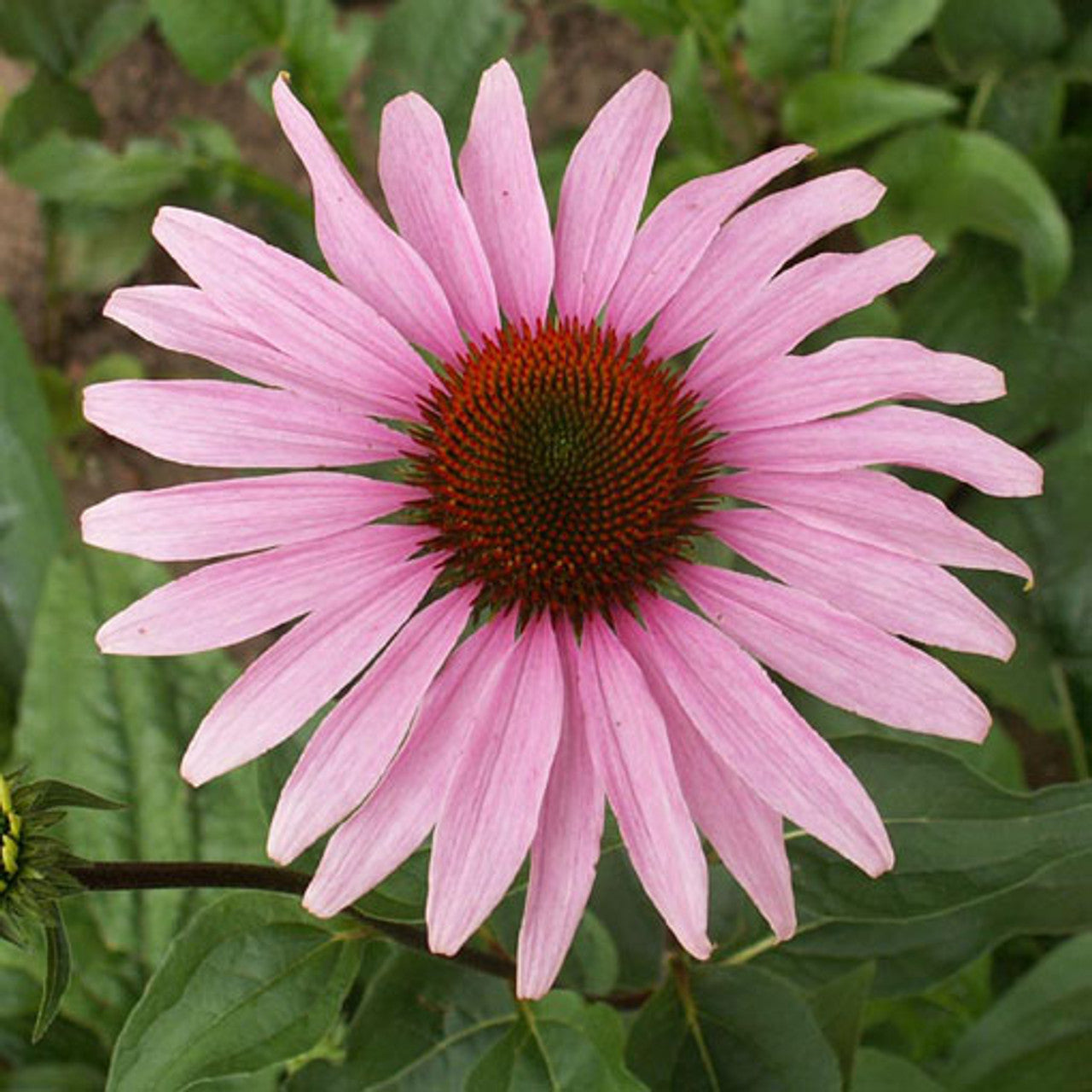 Purple Coneflower Seed (Echinacea purpurea)