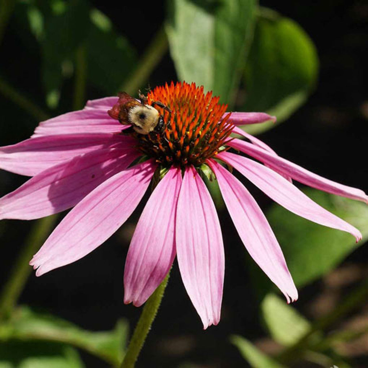 Purple Coneflower Seed (Echinacea purpurea)