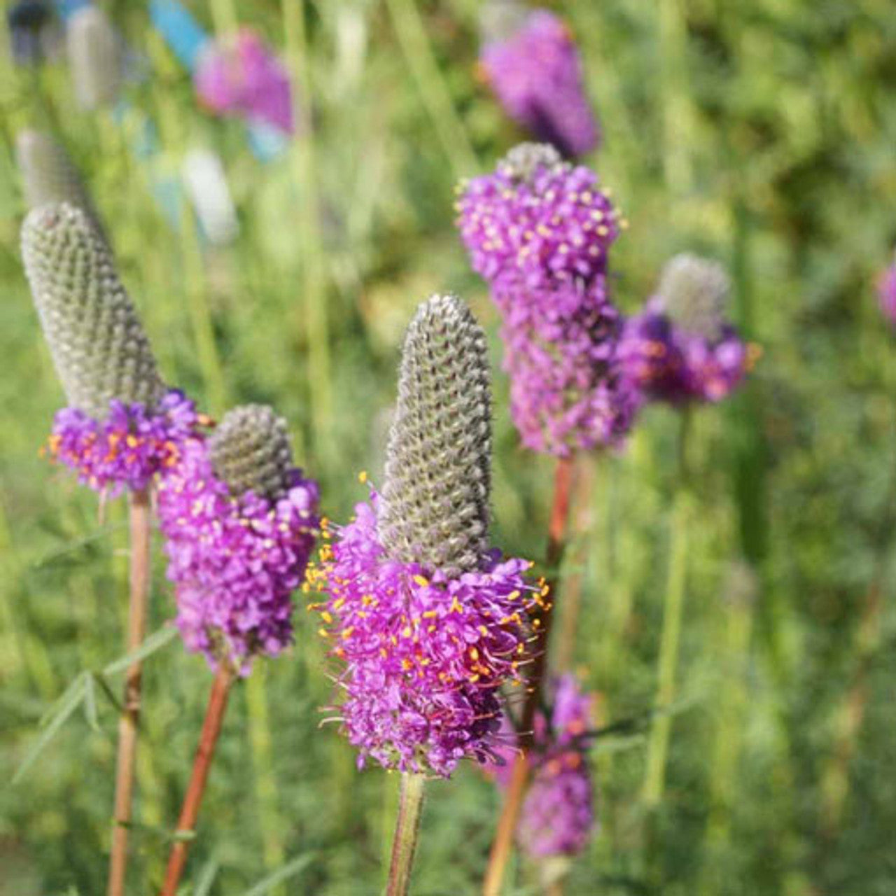 Purple Prairie Clover Seed (Dalea purpurea)