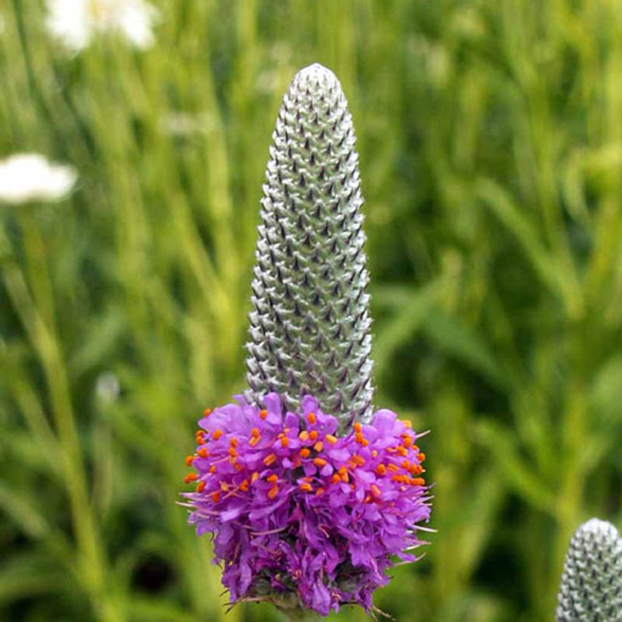 Purple Prairie Clover Seed (Dalea purpurea)