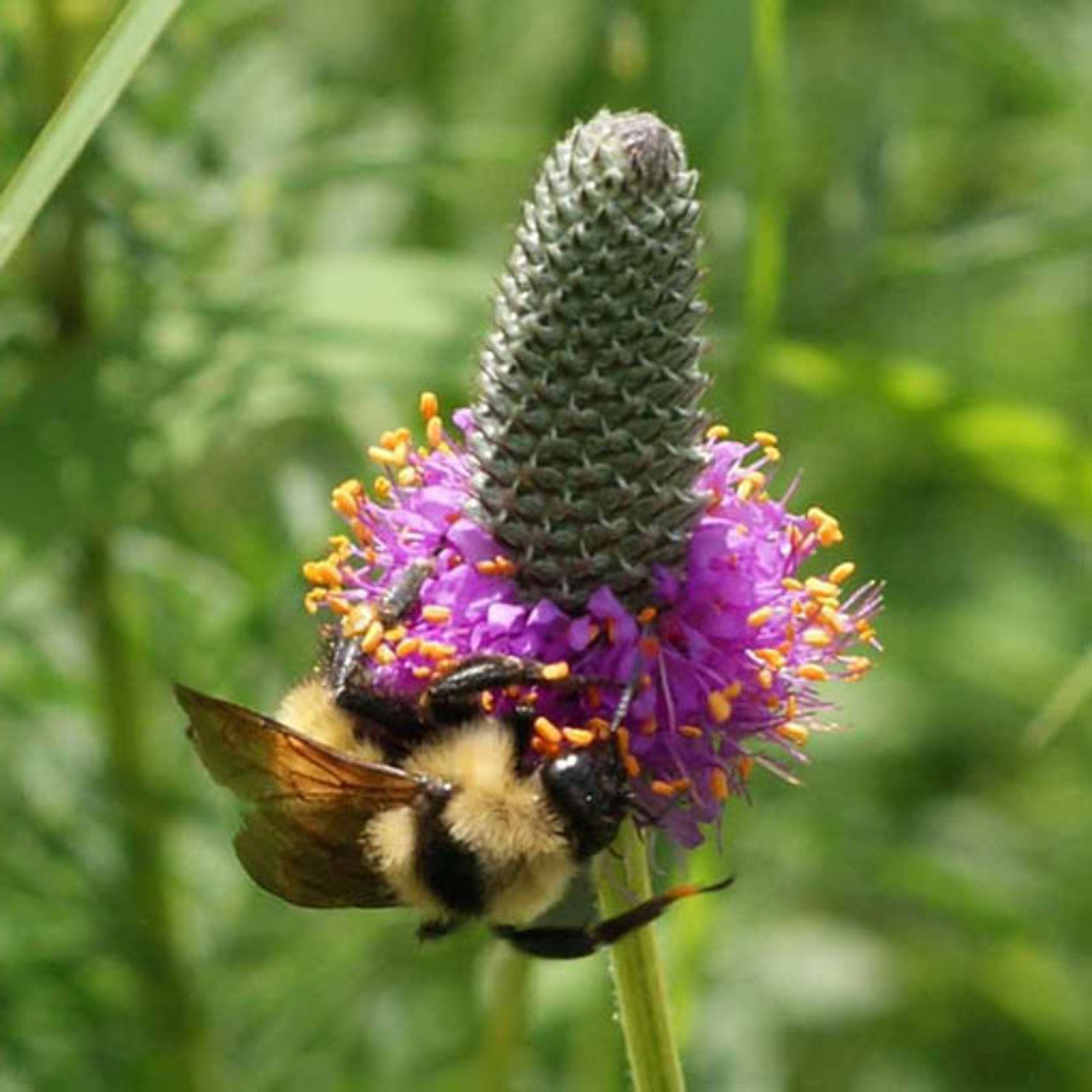 Purple Prairie Clover Seed (Dalea purpurea)