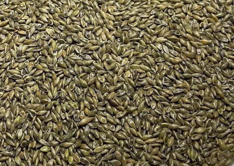 RC Big Rock Switchgrass Seed (Panicum virgatum)