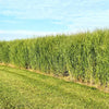 RC Big Rock Switchgrass Seed (Panicum virgatum)