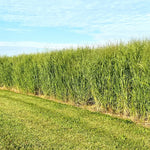 RC Big Rock Switchgrass Seed (Panicum virgatum)