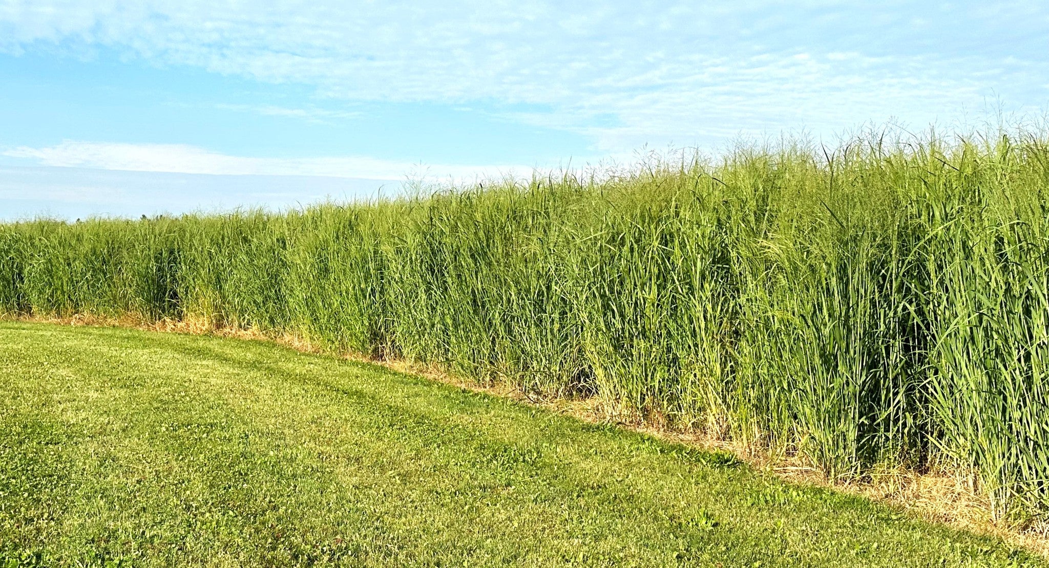 RC Big Rock Switchgrass Seed (Panicum virgatum)