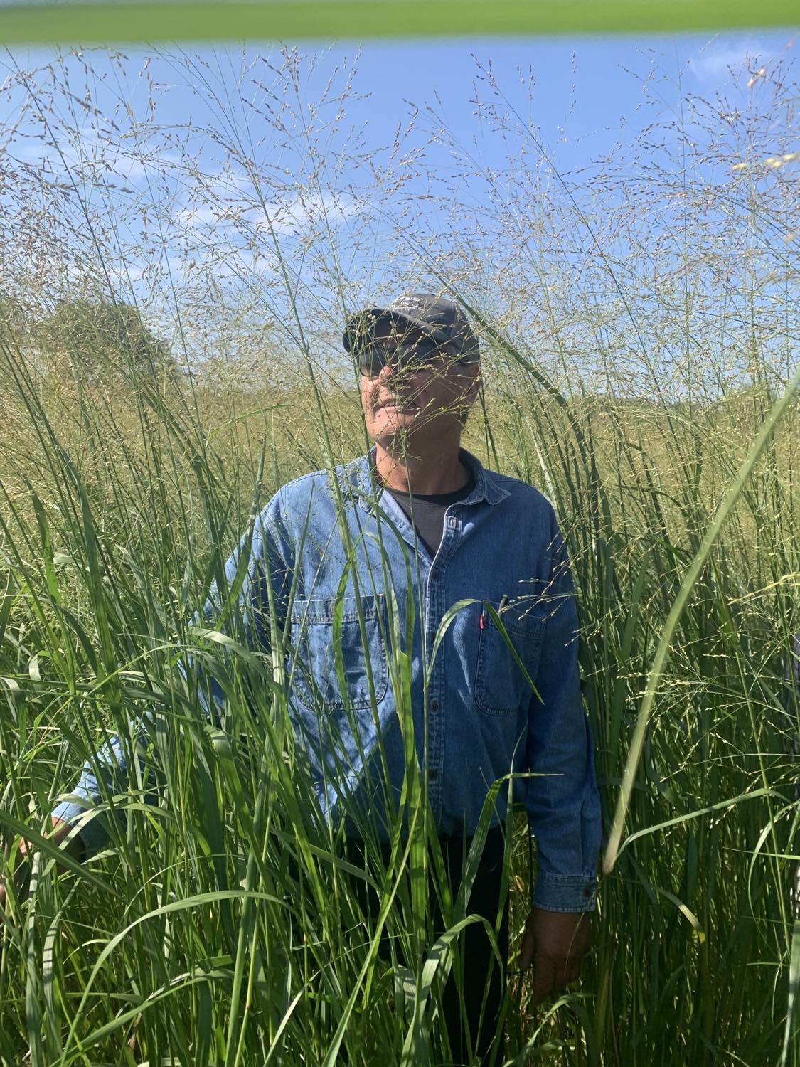 RC Sundance Switchgrass