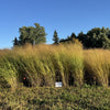 RC Sundance Switchgrass