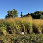 RC Sundance Switchgrass