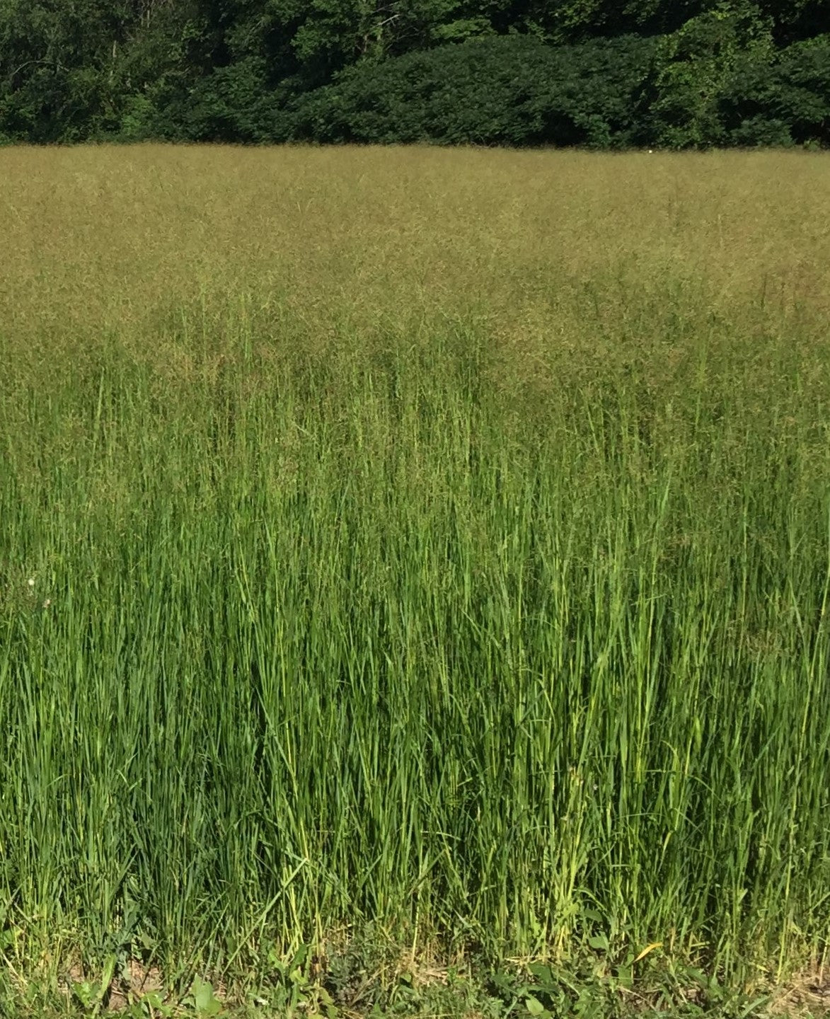 RC Tecumseh Switchgrass Seed (Panicum virgatum)