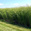 RC Tecumseh Switchgrass Seed (Panicum virgatum)
