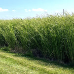 RC Tecumseh Switchgrass Seed (Panicum virgatum)