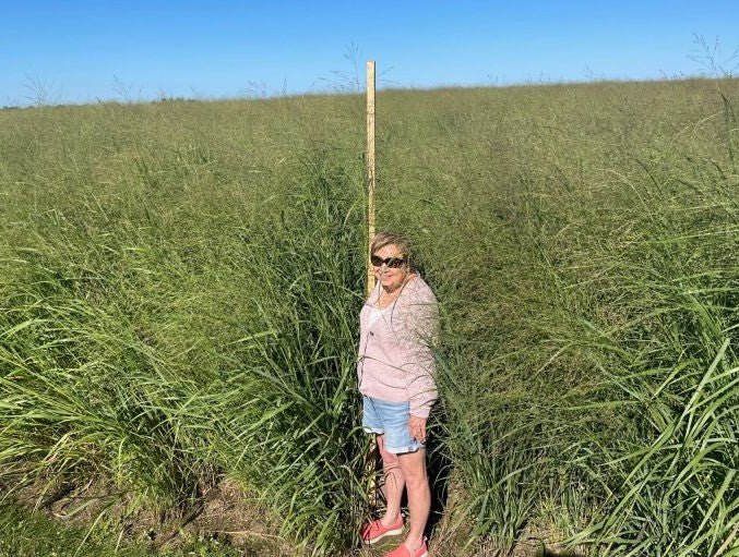 RC Big Rock Switchgrass Seed (Panicum virgatum)