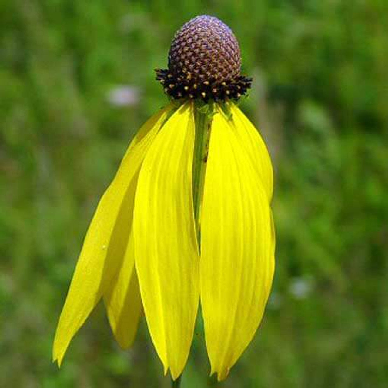 Yellow Coneflower Seed (Ratibida pinnata)