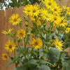 Yellow flowers with green leaves against a wooden fence background