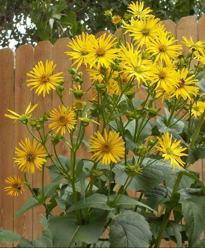 Yellow flowers with green leaves against a wooden fence background