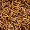 Mealworm To Go (7oz)