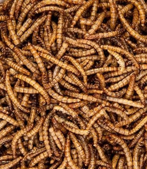 Mealworm To Go (7oz)