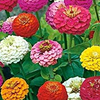 Lilliput Zinnia Seed Mix - Packet