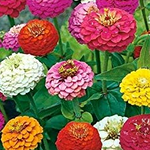 Lilliput Zinnia Seed Mix - Packet
