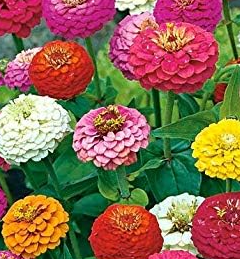 Lilliput Zinnia Seed Mix - Packet