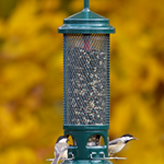 Squirrel Buster Legacy - Brome