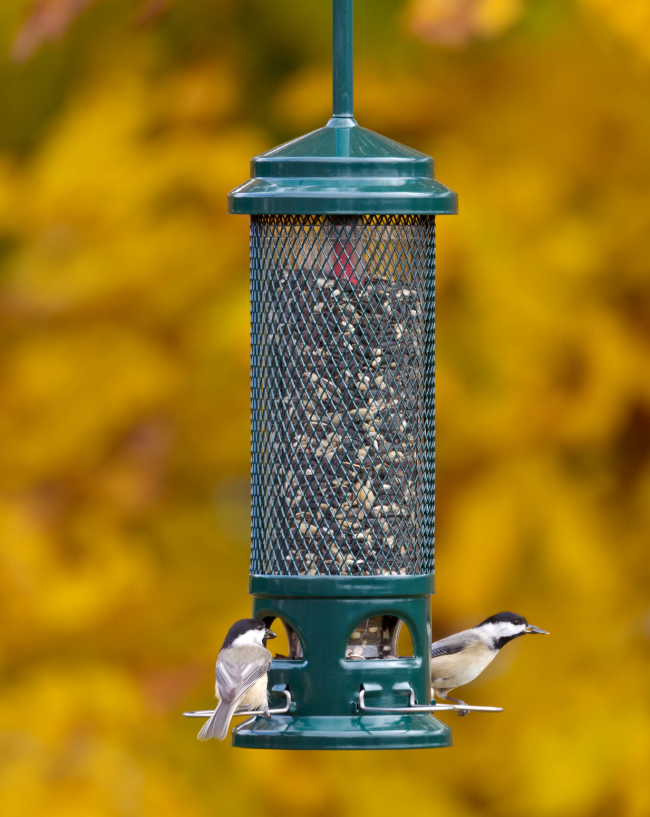 Squirrel Buster Legacy - Brome