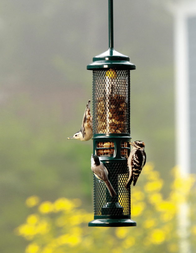 Squirrel Buster Peanut - Brome