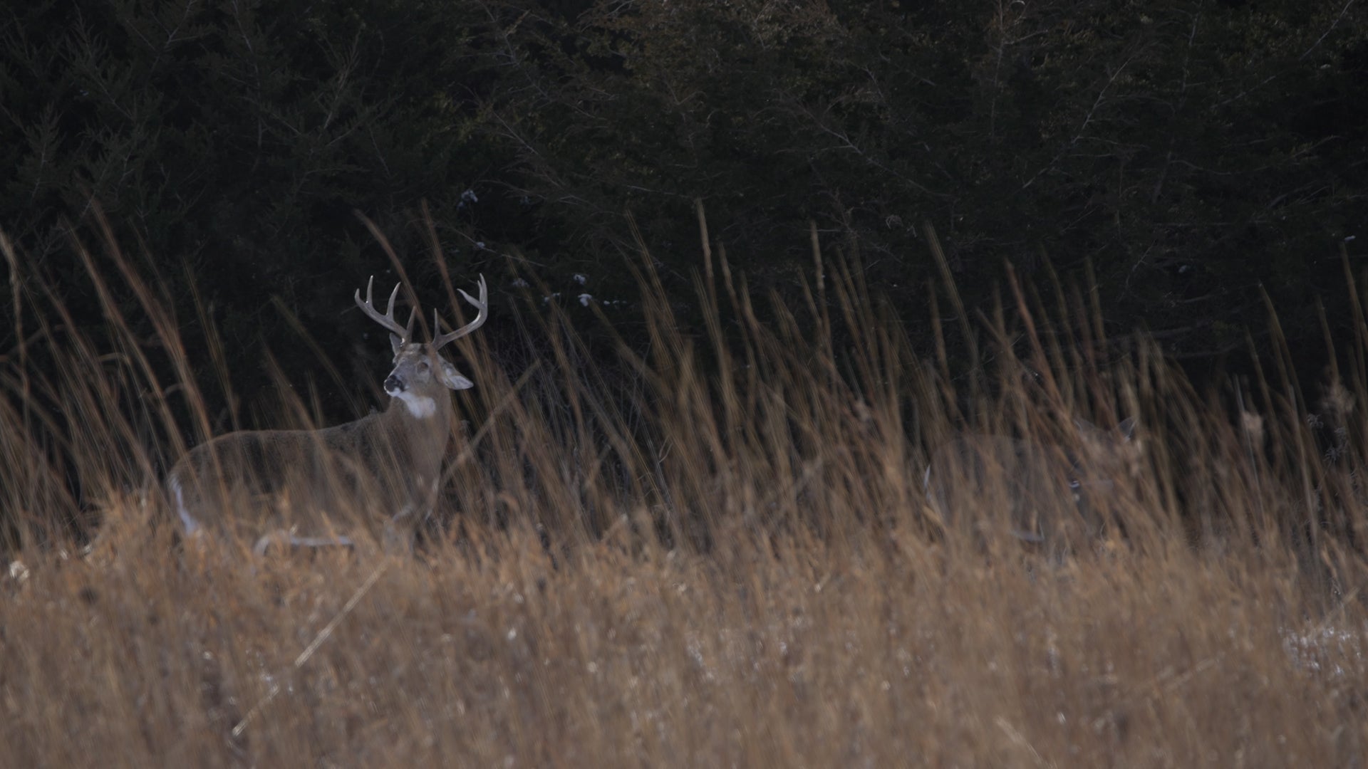 Native Grass Deer Cover