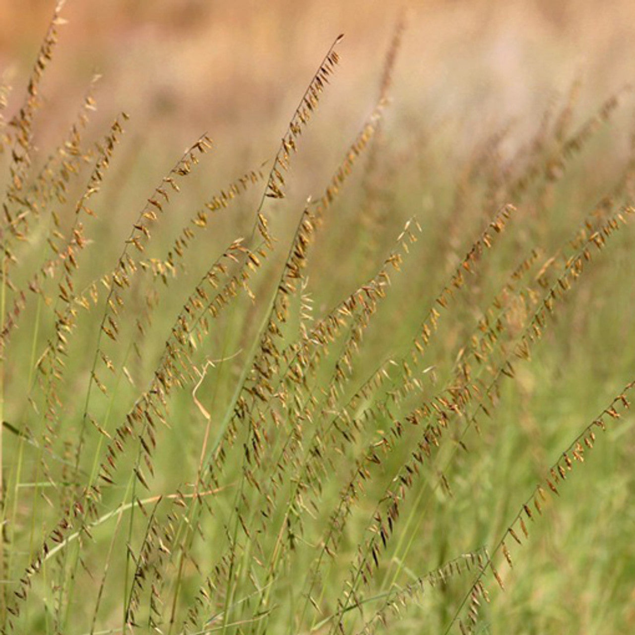 Pierre Sideoats Grama Seed (Bouteloua curtipendula)