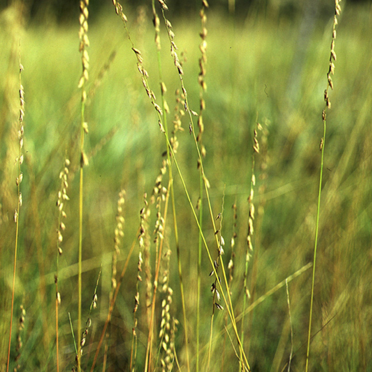 Pierre Sideoats Grama Seed (Bouteloua curtipendula)