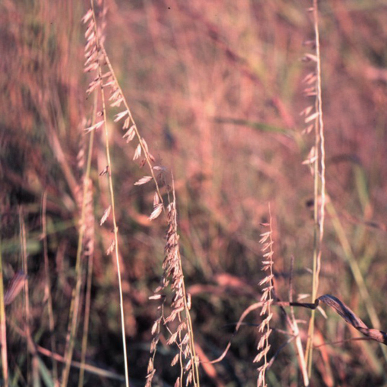 Pierre Sideoats Grama Seed (Bouteloua curtipendula)