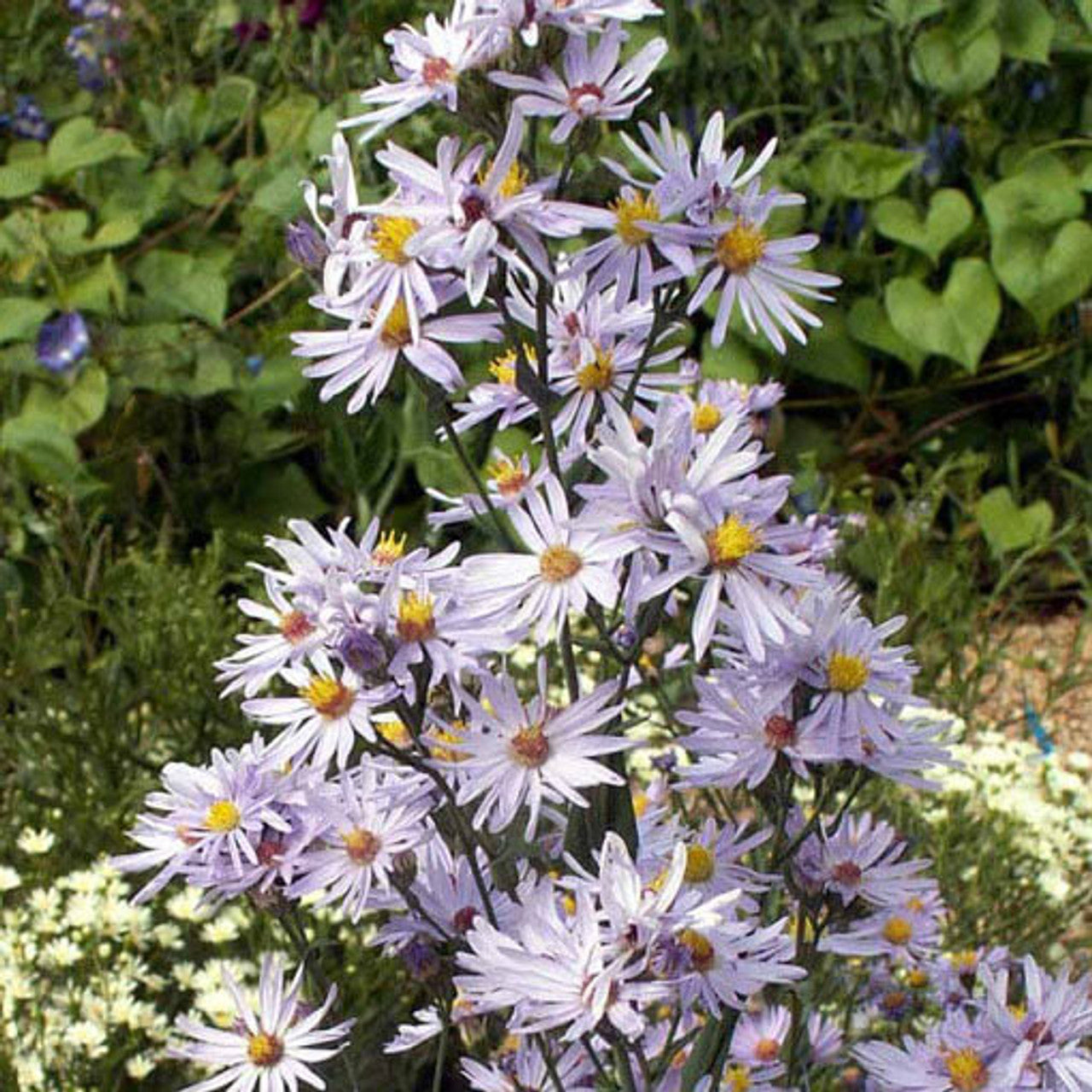 Smooth Blue Aster Seed (Aster laevis)