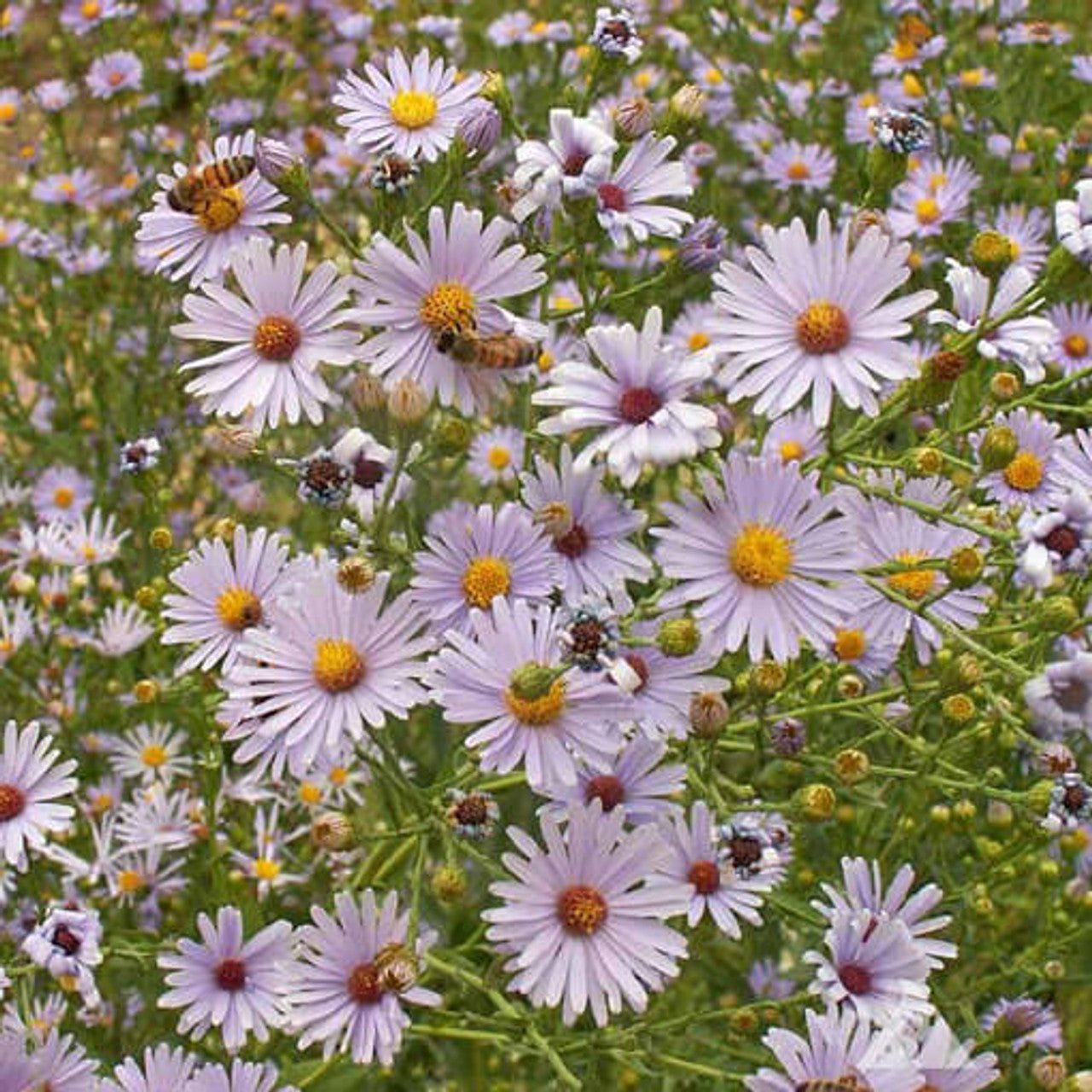 Smooth Blue Aster Seed (Aster laevis)