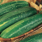 Straight Eight Cucumber Seed