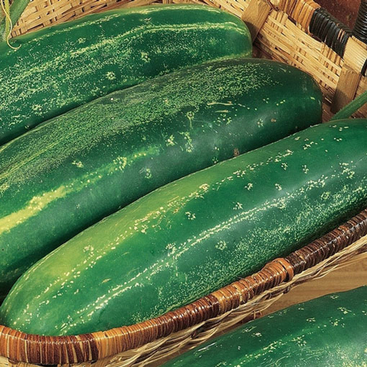 Straight Eight Cucumber Seed