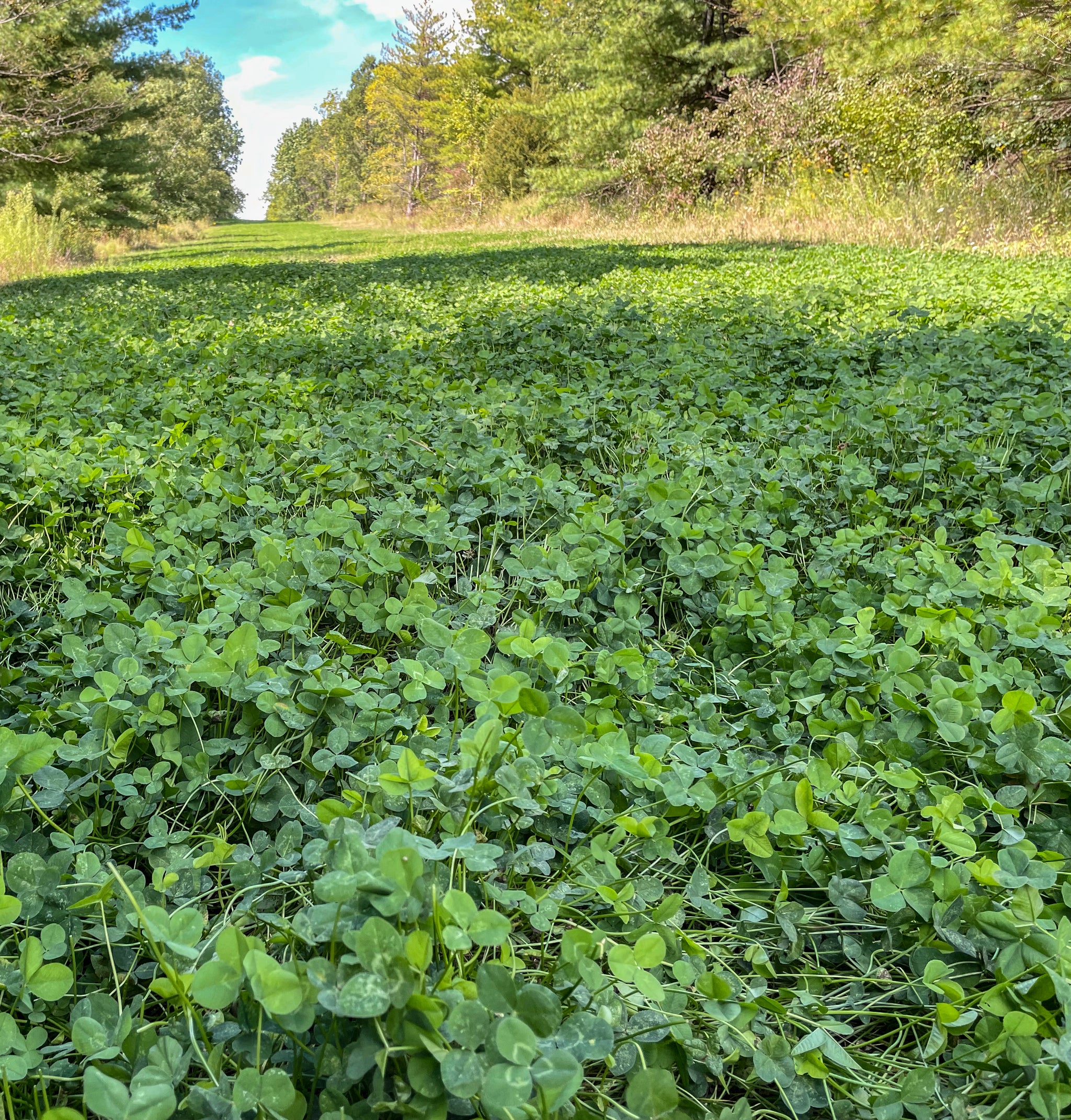 Clover Mix Food Plot Seed Elk Mound Seed