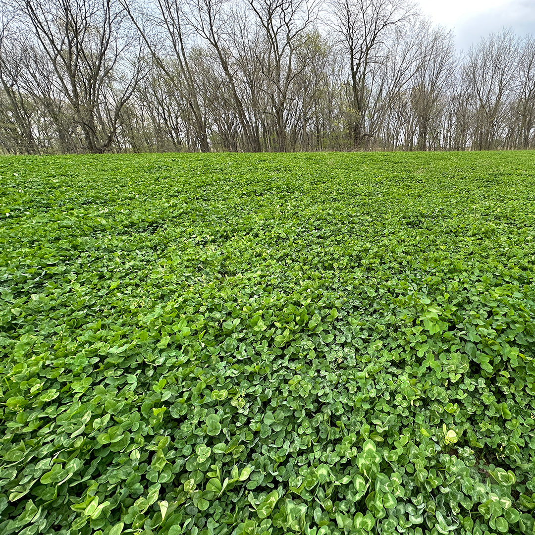 Clover Mix Food Plot Seed